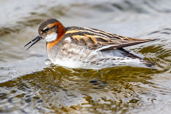 Red Necked Phalarope