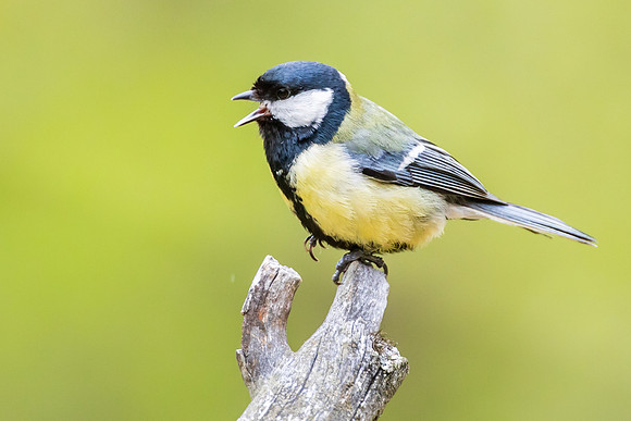 Great Tit