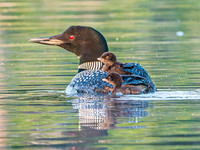 Common Loon