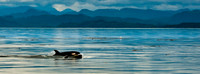 Orca
