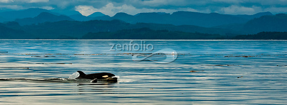 Orca