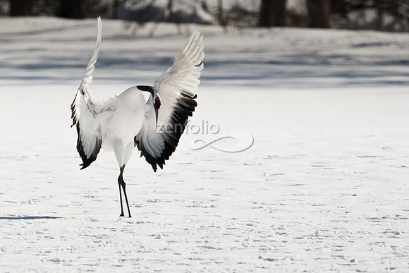 Red-Crowned Crane