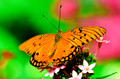 Butterflies
