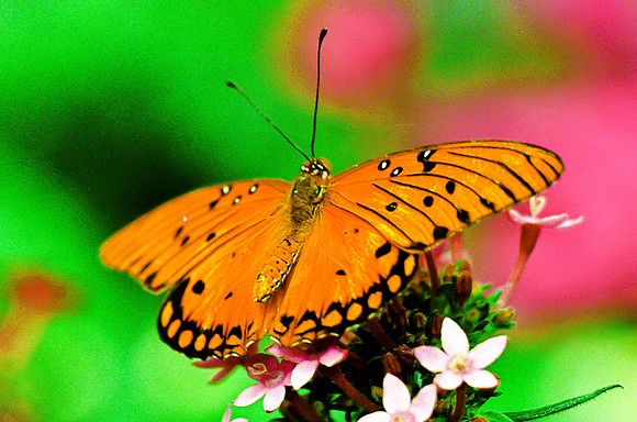 Gulf Fritillary