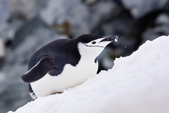 Chinstrap Penguin