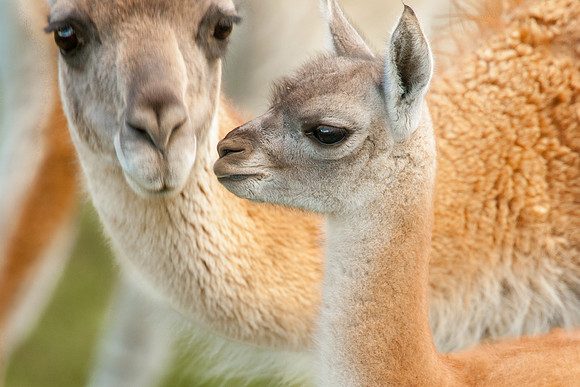 Guanaco