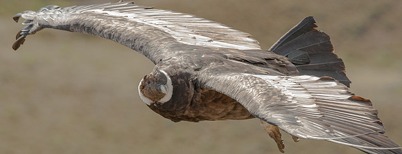 Andean Condor
