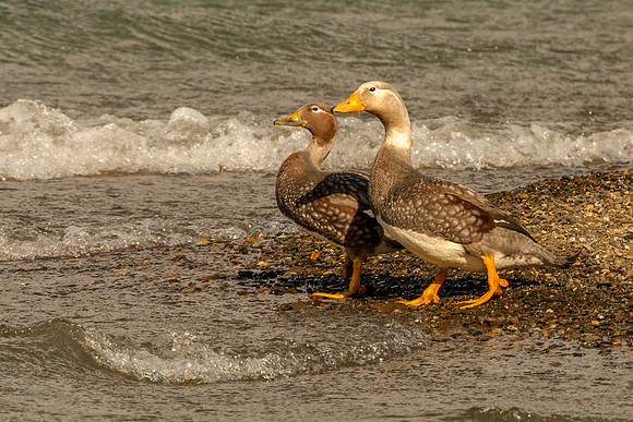 Flying Steamer Duck