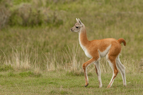 Guanaco