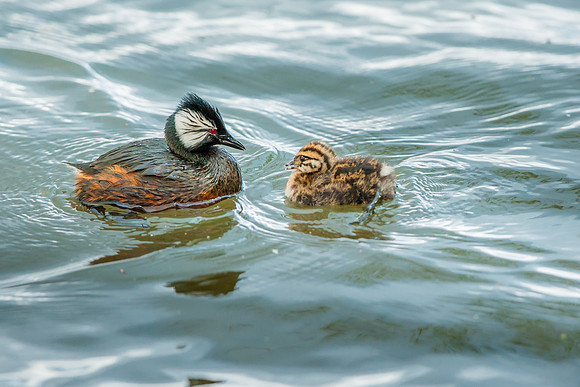 White-Tufted Grebe