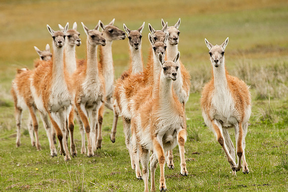 Guanaco