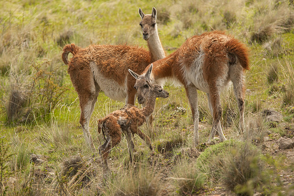 Guanaco