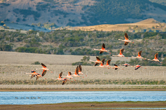 Chilean Flamingos