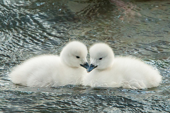 Black-Necked Swan Cygnets