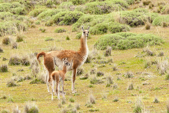 Guanaco