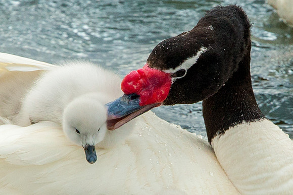 Black-Necked Swan and Cygnet