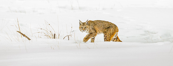 Bobcat