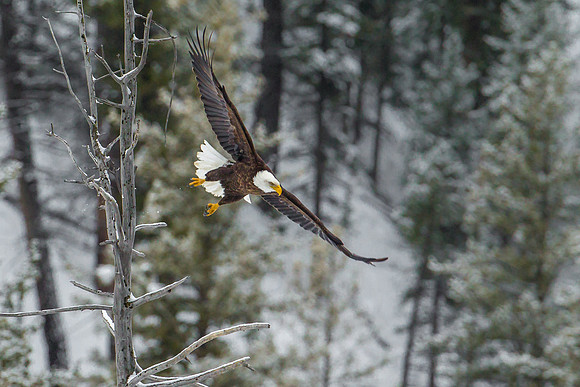 Bald Eagle