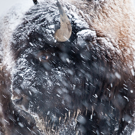 Bison In Snow Storm