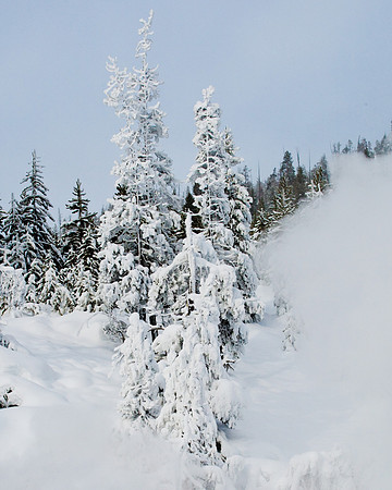 Ghost Trees