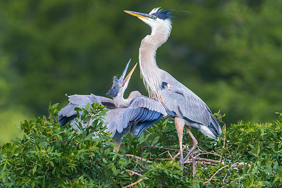 Great Blue Heron and Chick