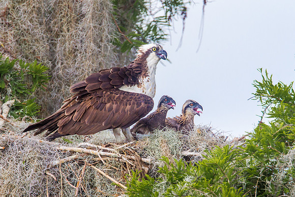Osprey With Chicks