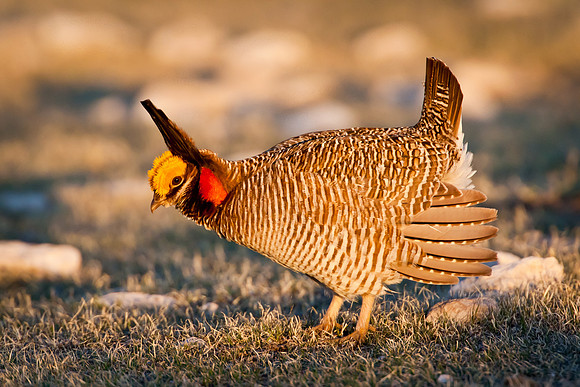 Lesser Prairie Chicken Display