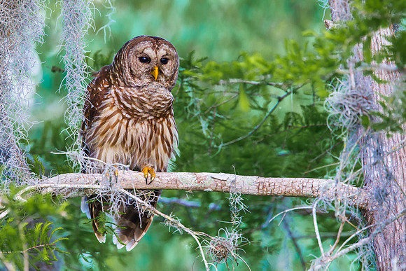 Barred Owl