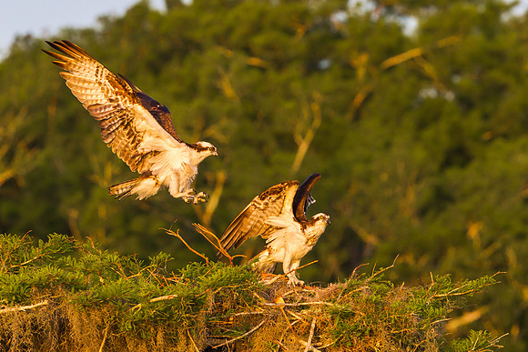 Osprey