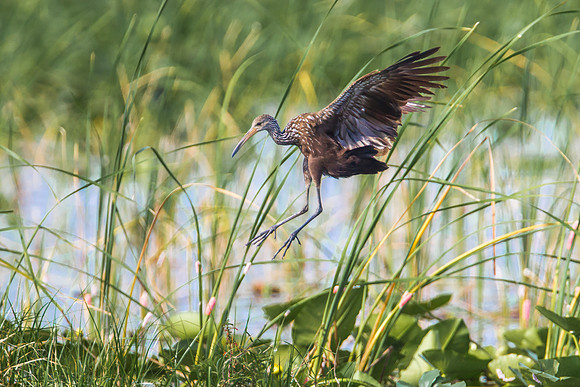 Limpkin In Flight