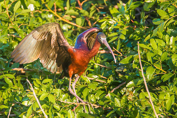 Glossy Ibis