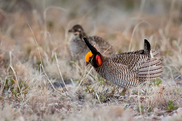 Lesser Prairie Chickens