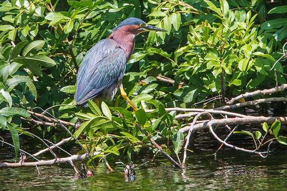 Green Heron