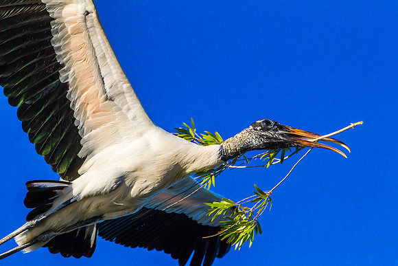 Wood Stork