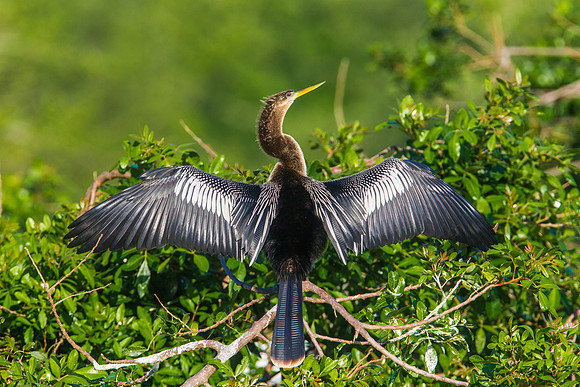 Anhinga - Female