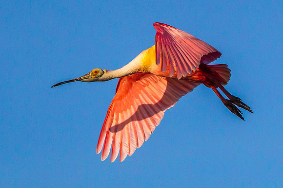 Roseate Spoonbill