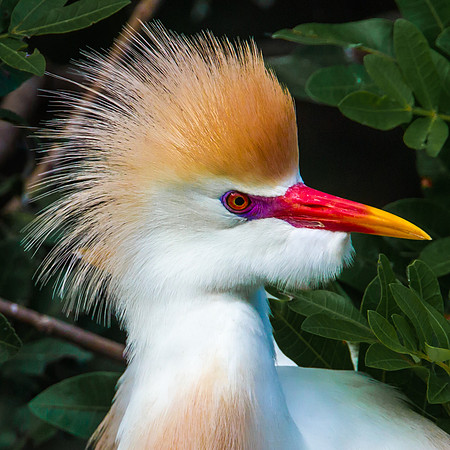 Cattle Egret
