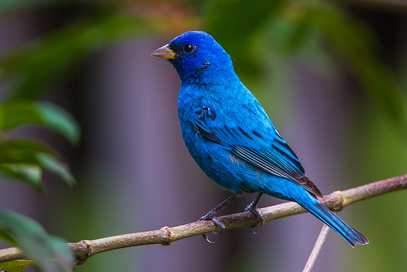 Indigo Bunting