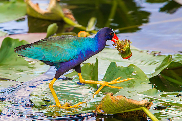 Purple Gallinule