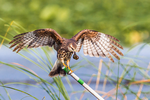 Snail Kite