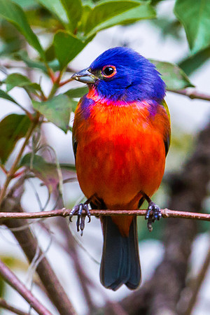 Painted Bunting