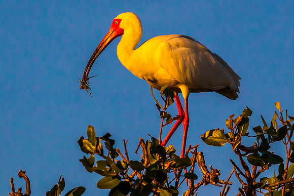 White Ibis