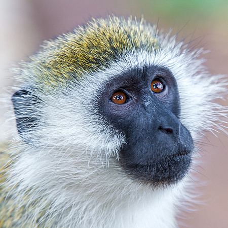 Black Faced Vervet Monkey