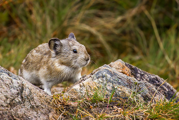 Pika