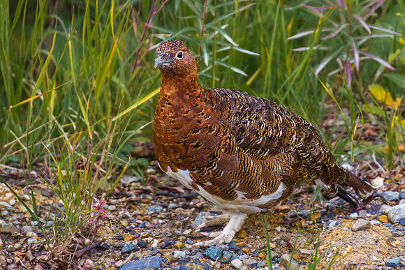Willow Ptarmigan
