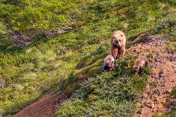 Grizzly With Cubs