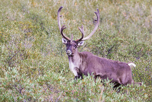 Barren-Ground Caribou