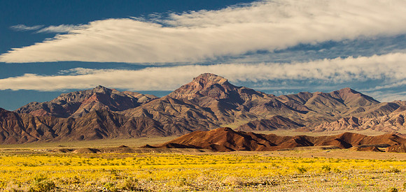 Desert Gold Bloom