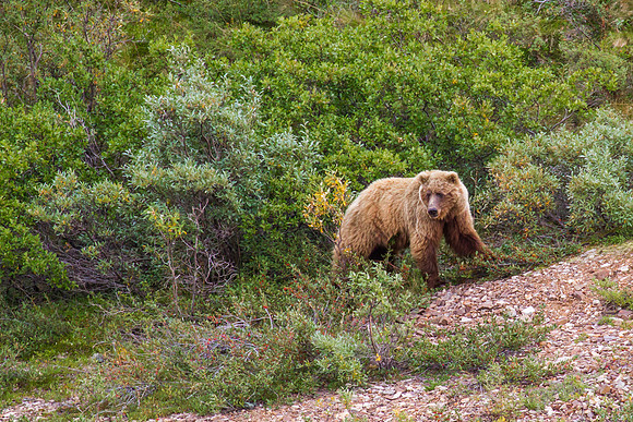 Grizzly