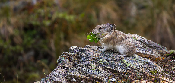 Pika